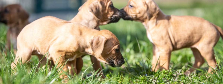 L'imprinting nel Rhodesian Ridgeback: un po' di etologia