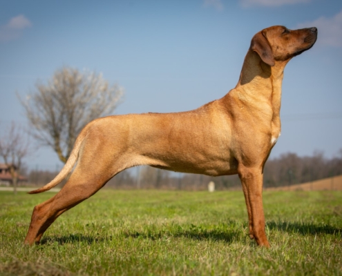 Come abituare il nostro cucciolo al Kennel: la guida completa - Zanardi's  Rhodesian Ridgeback